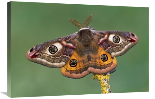 Global Gallery GCS-397634-2436-142 24 x 36 in. Emperor Moth, Switz