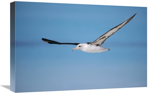 Global Gallery GCS-451429-1624-142 16 x 24 in. Laysan Albatross Naviga