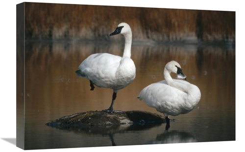 Global Gallery GCS-451882-1624-142 16 x 24 in. Trumpeter Swan Pair&#44