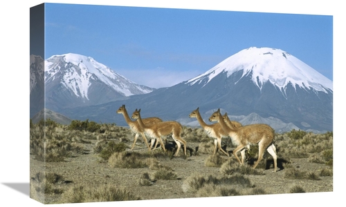 Global Gallery GCS-451647-1218-142 12 x 18 in. Vicuna Family in the An