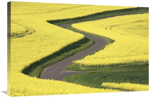 Global Gallery GCS-398081-2436-142 24 x 36 in. Field Mustard Fields & 