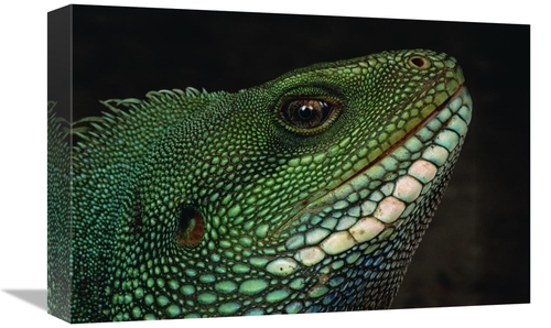 Global Gallery GCS-450801-1218-142 12 x 18 in. Water Dragon Face, 