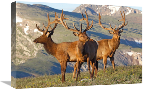 Global Gallery GCS-486498-22-142 22 in. Teh Summer Range Art Print - V