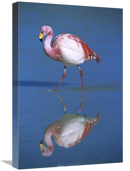 Global Gallery GCS-395592-1624-142 16 x 24 in. Puna Flamingo Wading
