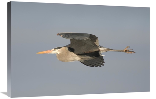 Global Gallery GCS-397393-2436-142 24 x 36 in. Great Blue Heron Flying