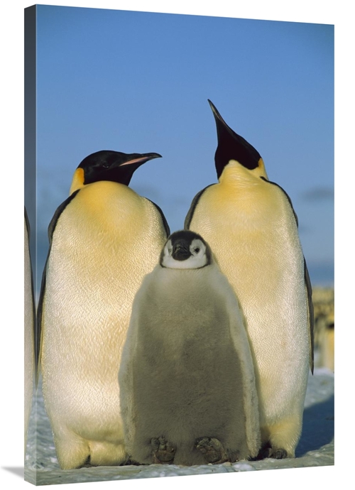Global Gallery GCS-453119-2436-142 24 x 36 in. Emperor Penguin Pair wi