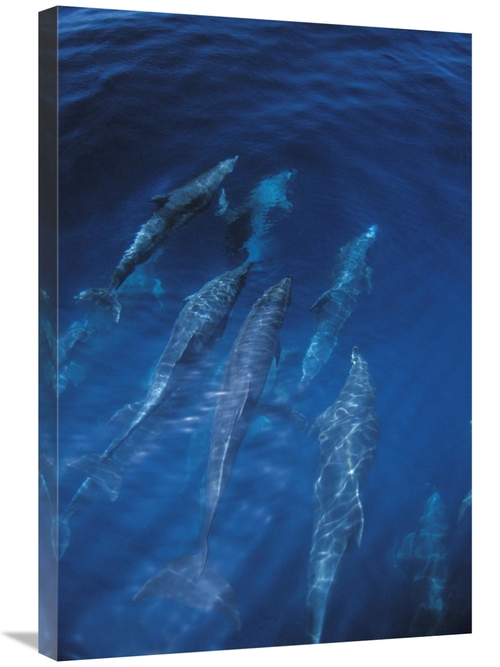 Global Gallery GCS-450813-2030-142 20 x 30 in. Bottlenose Dolphin Pod 