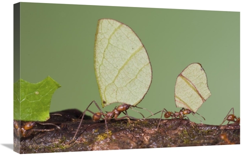 Global Gallery GCS-397341-2030-142 20 x 30 in. Leafcutter Ant Group Ca