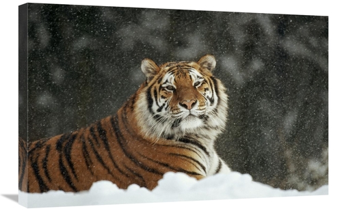 Global Gallery GCS-452331-2030-142 20 x 30 in. Siberian Tiger Portrait