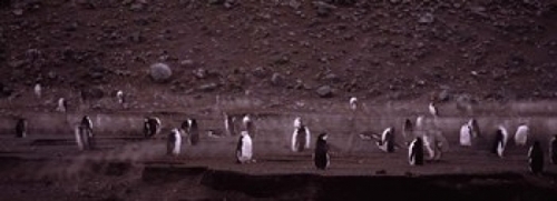 Panoramic Images PPI119164L Penguins make their way to the colony  Bai