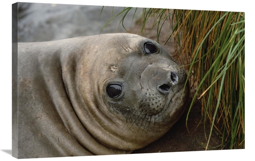 Global Gallery GCS-452453-2436-142 24 x 36 in. Southern Elephant Seal 