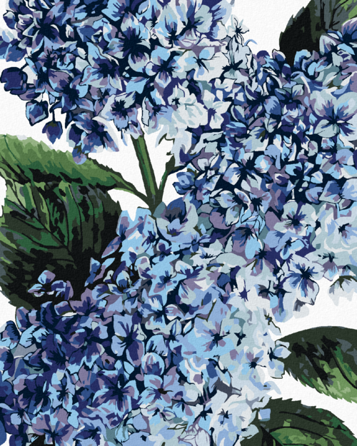 Paint by Numbers - HYDRANGEA WITH BLUE BLOSSOM (ALEXANDRIA GILBERT)