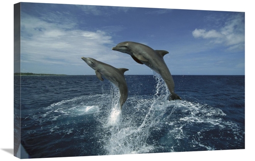 Global Gallery GCS-452640-2030-142 20 x 30 in. Bottlenose Dolphin Pair