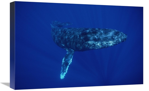 Global Gallery GCS-450989-1624-142 16 x 24 in. Humpback Whale, Mau