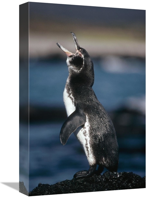 Global Gallery GCS-451231-1218-142 12 x 18 in. Galapagos Penguin, 