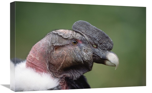 Global Gallery GCS-451236-1624-142 16 x 24 in. Andean Condor Male,