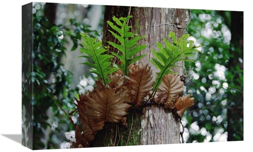 Global Gallery GCS-451014-1218-142 12 x 18 in. Borneo Fern, A Prim