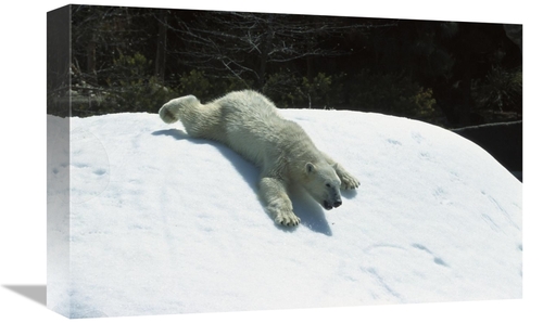 Global Gallery GCS-450827-1218-142 12 x 18 in. Polar Bear Sliding Down