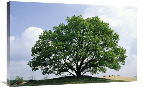 Global Gallery GCS-395578-2436-142 24 x 36 in. English Oak in Autumn&#