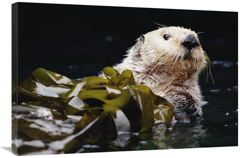 Global Gallery GCS-395758-2436-142 24 x 36 in. Sea Otter Portrait in K