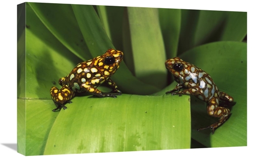 Global Gallery GCS-453176-1624-142 16 x 24 in. Splendid Poison Dart Fr