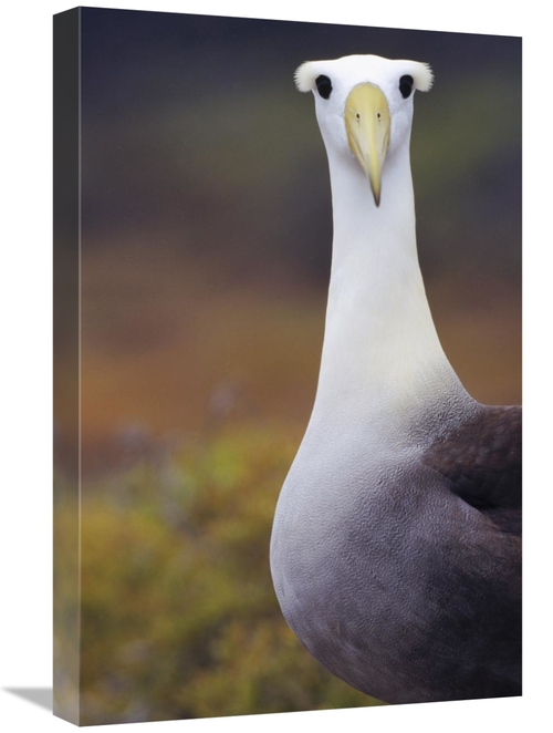 Global Gallery GCS-451407-1624-142 16 x 24 in. Waved Albatross Adult i