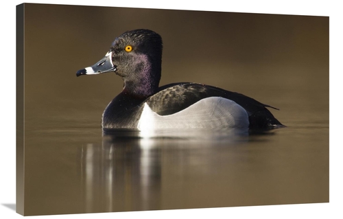 Global Gallery GCS-397423-2436-142 24 x 36 in. Ring-Necked Duck Male i