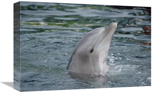 Global Gallery GCS-450627-1218-142 12 x 18 in. Bottlenose Dolphin Grou