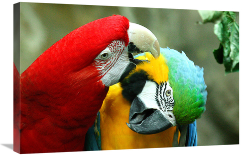 Global Gallery GCS-486586-30-142 30 in. Loving Macaws Art Print - Vic 