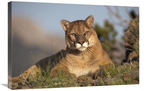 Global Gallery GCS-396078-2030-142 20 x 30 in. Mountain Lion Portrait&