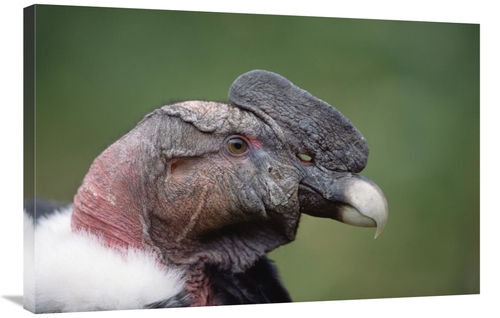 Global Gallery GCS-451236-2436-142 24 x 36 in. Andean Condor Male,