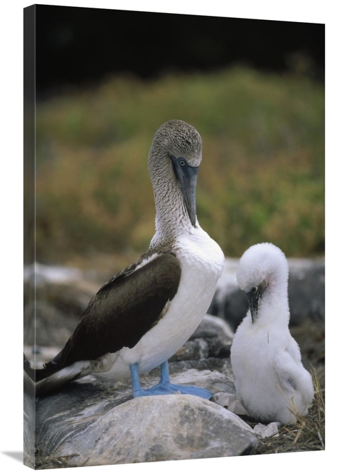 Global Gallery GCS-451252-2436-142 24 x 36 in. Blue-Footed Booby & Chi