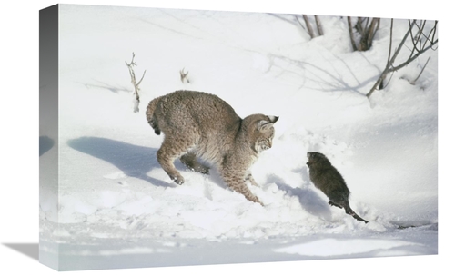 Global Gallery GCS-397993-1218-142 12 x 18 in. Bobcat Hunting Muskrat 