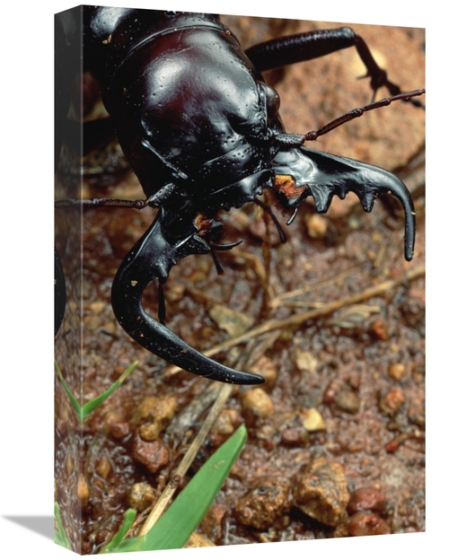 Global Gallery GCS-450959-1218-142 12 x 18 in. Ground Beetle Portrait&