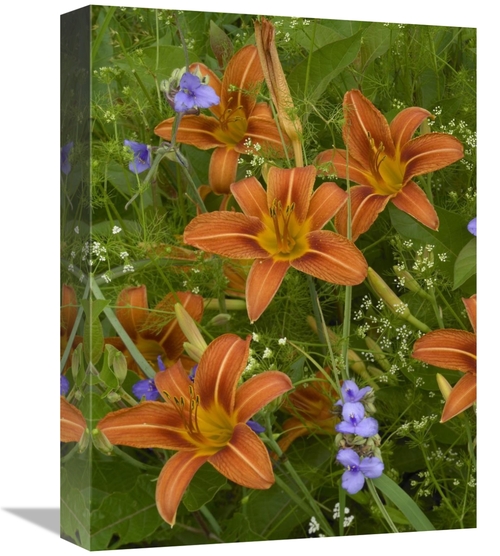 Global Gallery GCS-396416-1216-142 12 x 16 in. Orange Daylily with Vir