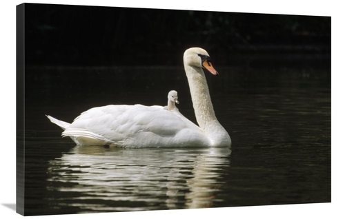 Global Gallery GCS-452491-2436-142 24 x 36 in. Mute Swan with Chicks&#