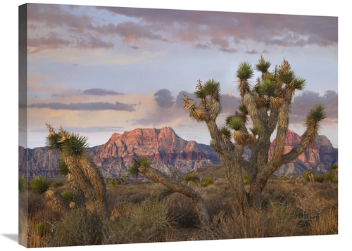 Global Gallery GCS-395951-2432-142 24 x 32 in. Joshua Tree & Spring Mo