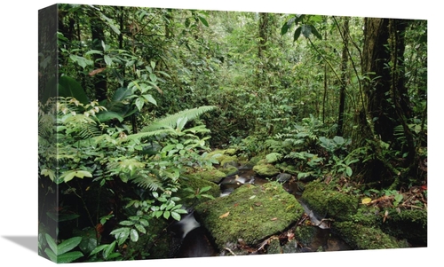 Global Gallery GCS-452989-1218-142 12 x 18 in. Mountain Stream in Trop