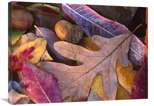 Global Gallery GCS-452062-2432-142 24 x 32 in. Acorns, Oak, Ch