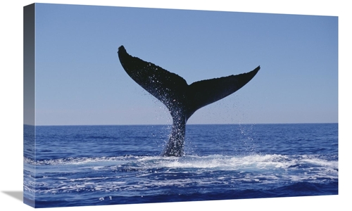 Global Gallery GCS-450997-1624-142 16 x 24 in. Humpback Whale Tail Lob