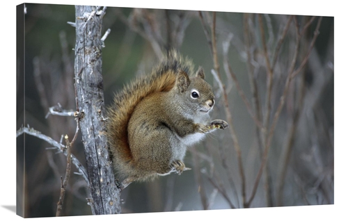 Global Gallery GCS-451892-2436-142 24 x 36 in. Red Squirrel Feeding on