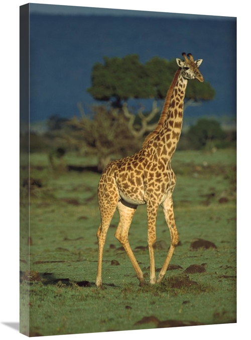 Global Gallery GCS-451981-2030-142 20 x 30 in. Giraffe Portrait, K