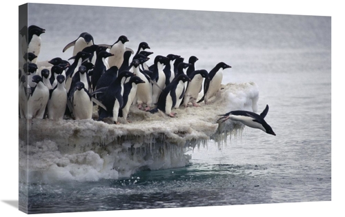 Global Gallery GCS-395645-2030-142 20 x 30 in. Adelie Penguin Leaping 