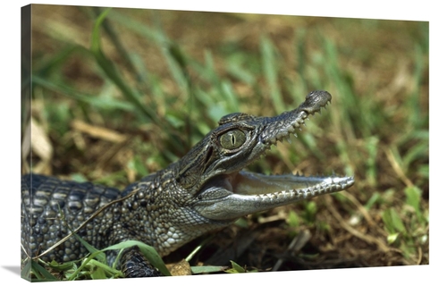 24 x 36 in. New Guinea Crocodile Baby, New Guinea, Indonesia A