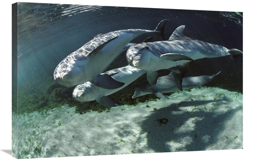 Global Gallery GCS-450679-2436-142 24 x 36 in. Bottlenose Dolphin Quar