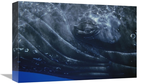 Global Gallery GCS-451001-1218-142 12 x 18 in. Humpback Whale Eye of S