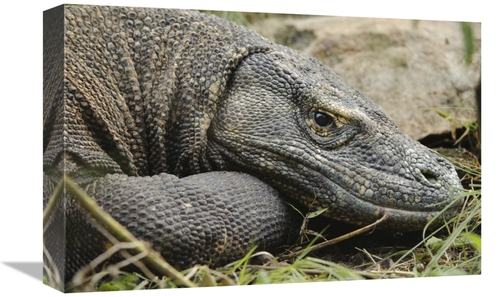 Global Gallery GCS-397541-1218-142 12 x 18 in. Komodo Dragon, Nusa