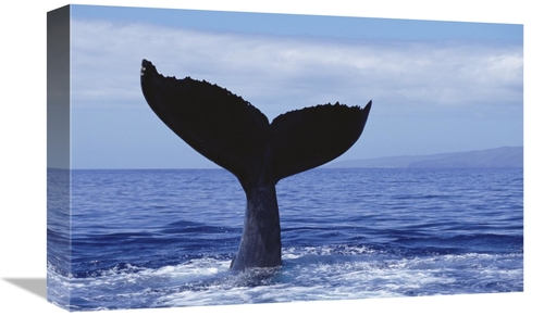 Global Gallery GCS-450803-1218-142 12 x 18 in. Humpback Whale Tail Lob