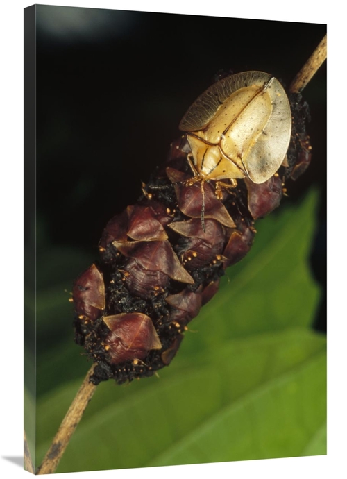 Global Gallery GCS-450961-2436-142 24 x 36 in. Tortoise Beetle Mother 