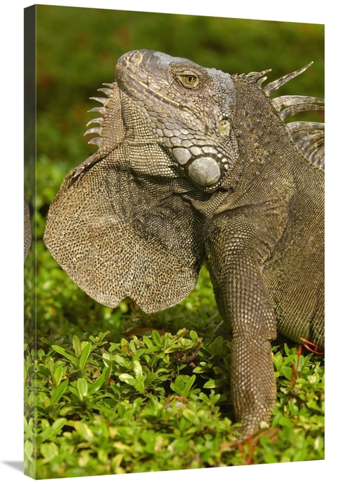 Global Gallery GCS-453070-2436-142 24 x 36 in. Green Iguana Flaring De